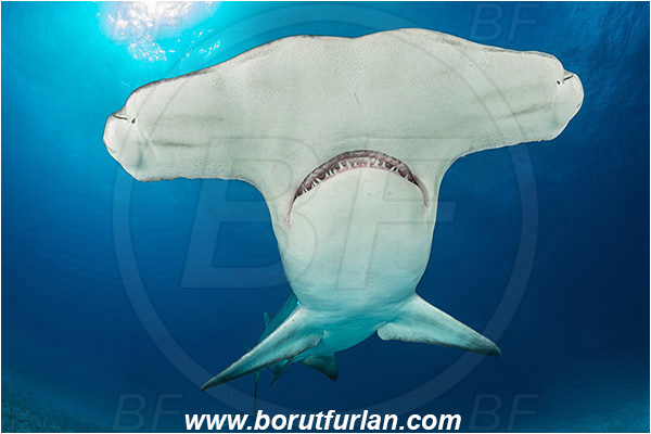 Bimini, Bahamas, Atlantic ocean, Sphyrna mokarran, Sphyrna, Sphyrnidae, Elasmobranchii, Great hammerhead, Hammerhead, Shark, Fish, Portrait