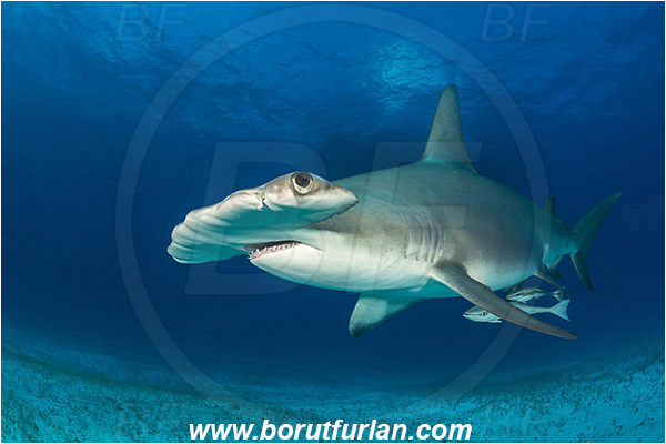 Bimini, Bahamas, Atlantic ocean, Sphyrna mokarran, Sphyrna, Sphyrnidae, Elasmobranchii, Great hammerhead, Hammerhead, Shark, Echeneis naucrates, Echeneidae, Slender Suckerfish, Suckerfish, Fish