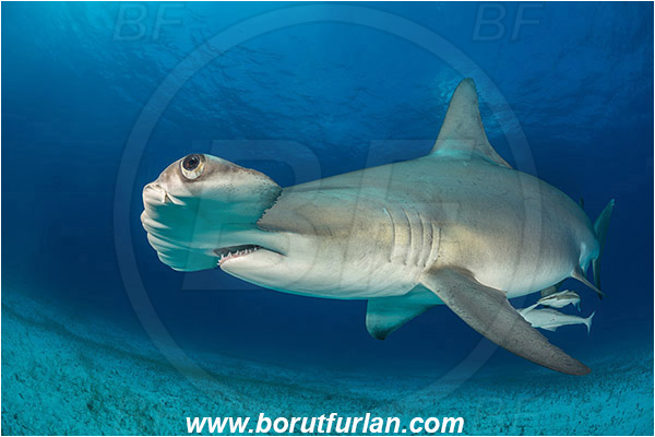 Bimini, Bahamas, Atlantic ocean, Sphyrna mokarran, Sphyrna, Sphyrnidae, Elasmobranchii, Great hammerhead, Hammerhead, Shark, Echeneis naucrates, Echeneidae, Slender Suckerfish, Suckerfish, Fish