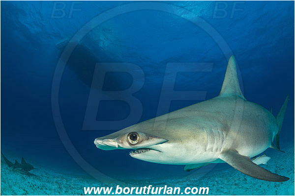 Bimini, Bahamas, Atlantic ocean, Sphyrna mokarran, Sphyrna, Sphyrnidae, Elasmobranchii, Great hammerhead, Hammerhead, Shark, Fish, Sand, Boat