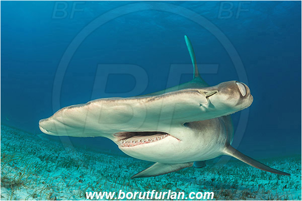 Bimini, Bahamas, Atlantic ocean, Sphyrna mokarran, Sphyrna, Sphyrnidae, Elasmobranchii, Great hammerhead, Hammerhead, Shark, Fish, Sand, Portrait
