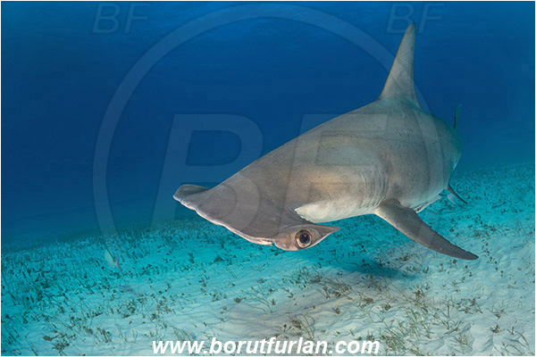 Bimini, Bahamas, Atlantic ocean, Sphyrna mokarran, Sphyrna, Sphyrnidae, Elasmobranchii, Great hammerhead, Hammerhead, Shark, Fish, Sand