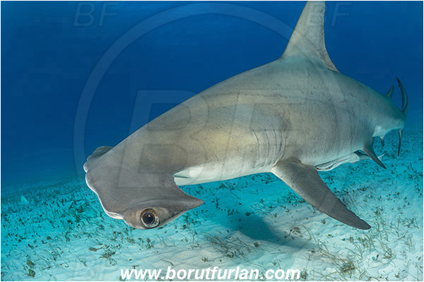 Bimini, Bahamas, Atlantic ocean, Sphyrna mokarran, Sphyrna, Sphyrnidae, Elasmobranchii, Great hammerhead, Hammerhead, Shark, Fish, Sand