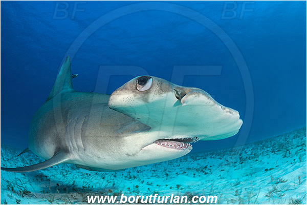 Bimini, Bahamas, Atlantic ocean, Sphyrna mokarran, Sphyrna, Sphyrnidae, Elasmobranchii, Great hammerhead, Hammerhead, Shark, Fish, Sand