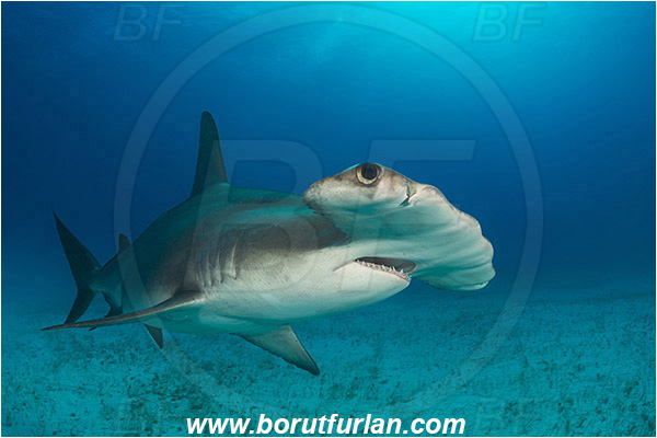 Bimini, Bahamas, Atlantic ocean, Sphyrna mokarran, Sphyrna, Sphyrnidae, Elasmobranchii, Great hammerhead, Hammerhead, Shark, Fish, Sand