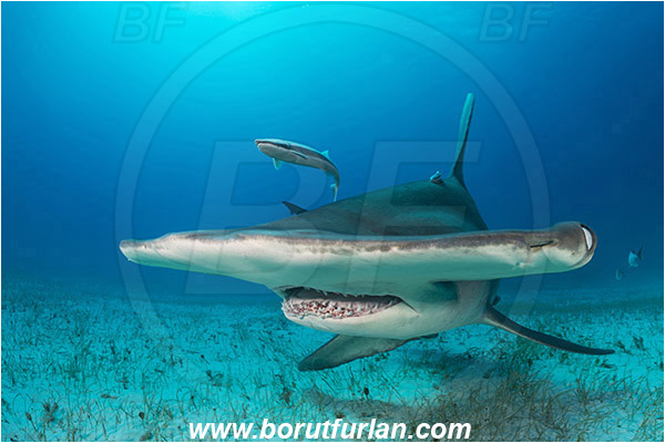 Bimini, Bahamas, Atlantic ocean, Sphyrna mokarran, Sphyrna, Sphyrnidae, Elasmobranchii, Great hammerhead, Hammerhead, Shark, Echeneis naucrates, Echeneidae, Slender Suckerfish, Suckerfish, Fish, Portrait