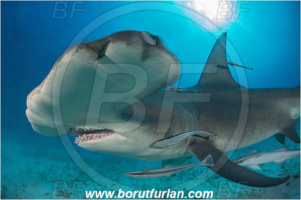 Bimini, Bahamas, Atlantic ocean, Sphyrna mokarran, Sphyrna, Sphyrnidae, Elasmobranchii, Great hammerhead, Hammerhead, Shark, Echeneis naucrates, Echeneidae, Slender Suckerfish, Suckerfish, Fish, Portrait