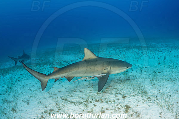 Bimini, Bahamas, Atlantic ocean, Carcharhinus leucas, Carcharhinus, Carcharhinidae, Elasmobranchii, Bull Shark, Shark, Echeneis naucrates, Echeneidae, Slender Suckerfish, Suckerfish, Fish, Sand