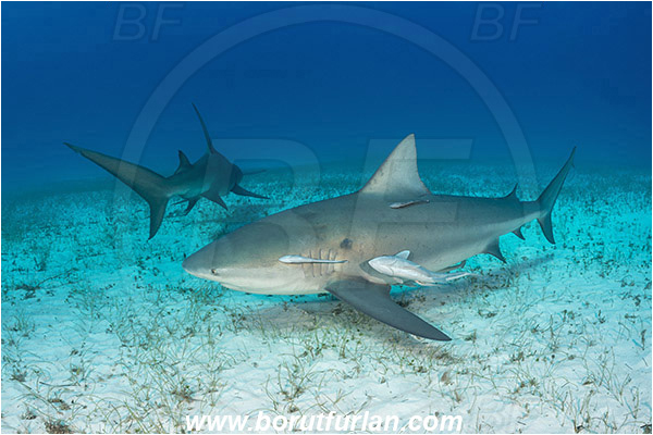 Bimini, Bahamas, Atlantic ocean, Carcharhinus leucas, Carcharhinus, Carcharhinidae, Elasmobranchii, Bull Shark, Shark, Echeneis naucrates, Echeneidae, Slender Suckerfish, Suckerfish, Fish, Sand