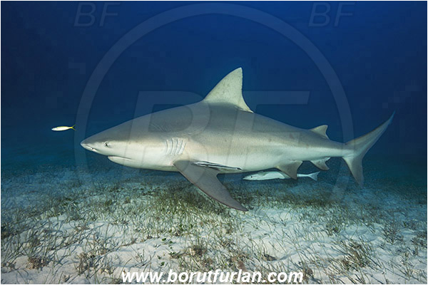 Bimini, Bahamas, Atlantic ocean, Carcharhinus leucas, Carcharhinus, Carcharhinidae, Elasmobranchii, Bull Shark, Shark, Echeneis naucrates, Echeneidae, Slender Suckerfish, Suckerfish, Fish, Sand