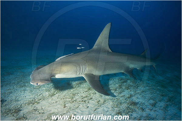 Bimini, Bahamas, Atlantic ocean, Sphyrna mokarran, Sphyrna, Sphyrnidae, Elasmobranchii, Great hammerhead, Hammerhead, Shark, Fish, Sand