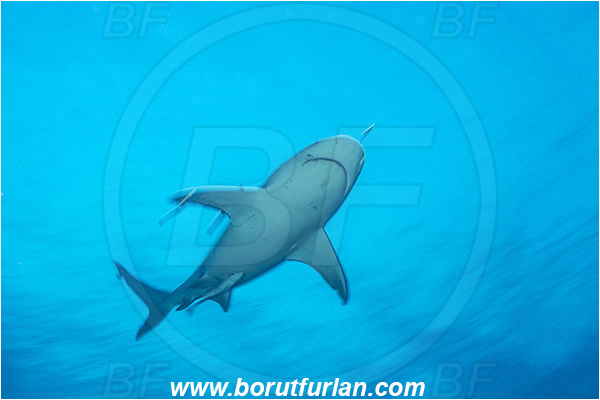 Bimini, Bahamas, Atlantic ocean, Carcharhinus leucas, Carcharhinus, Carcharhinidae, Elasmobranchii, Bull Shark, Shark, Echeneis naucrates, Echeneidae, Slender Suckerfish, Suckerfish, Fish