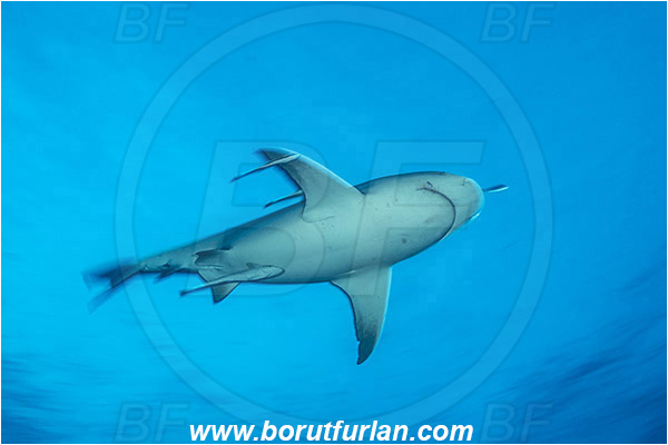 Bimini, Bahamas, Atlantic ocean, Carcharhinus leucas, Carcharhinus, Carcharhinidae, Elasmobranchii, Bull Shark, Shark, Echeneis naucrates, Echeneidae, Slender Suckerfish, Suckerfish, Fish