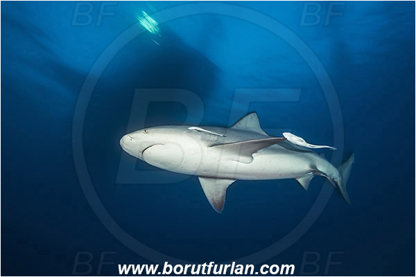 Bimini, Bahamas, Atlantic ocean, Carcharhinus leucas, Carcharhinus, Carcharhinidae, Elasmobranchii, Bull Shark, Shark, Echeneis naucrates, Echeneidae, Slender Suckerfish, Suckerfish, Fish, Boat