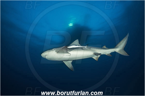 Bimini, Bahamas, Atlantic ocean, Carcharhinus leucas, Carcharhinus, Carcharhinidae, Elasmobranchii, Bull Shark, Shark, Echeneis naucrates, Echeneidae, Slender Suckerfish, Suckerfish, Fish, Boat