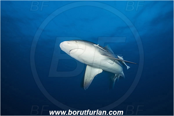 Bimini, Bahamas, Atlantic ocean, Carcharhinus leucas, Carcharhinus, Carcharhinidae, Elasmobranchii, Bull Shark, Shark, Echeneis naucrates, Echeneidae, Slender Suckerfish, Suckerfish, Fish