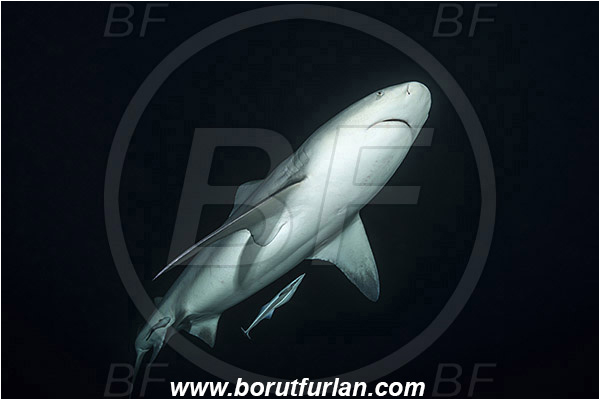 Bimini, Bahamas, Atlantic ocean, Carcharhinus leucas, Carcharhinus, Carcharhinidae, Elasmobranchii, Bull Shark, Shark, Echeneis naucrates, Echeneidae, Slender Suckerfish, Suckerfish, Fish, Night