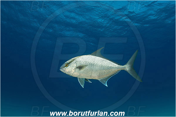 Bimini, Bahamas, Atlantic ocean, Seriola rivoliana, Seriola, Carangidae, Longfin yellowtail, Highfin Amberjack, Almaco jack, Jack, Fish