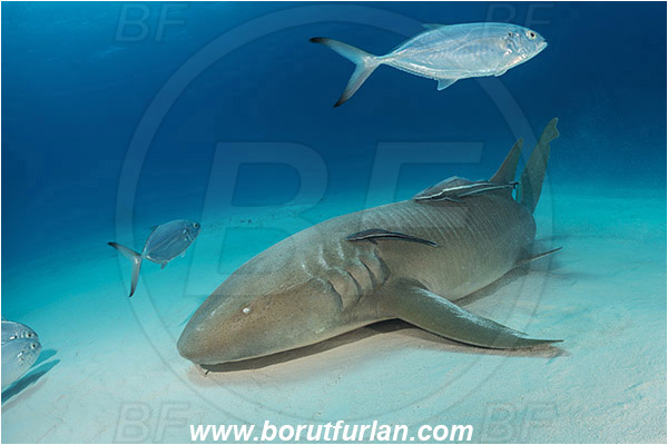 Bimini, Bahamas, Atlantic ocean, Ginglymostoma cirratum, Ginglymostoma, Ginglymostomatidae, Elasmobranchii, Nurse Shark, Shark, Caranx crysos, Caranx, Carangidae, Blue runner, Trevally, Fish, Sand