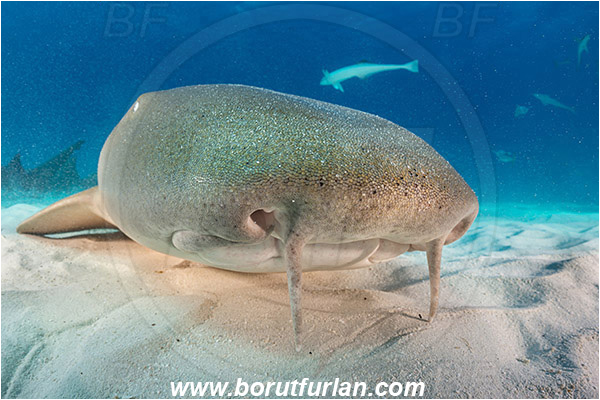 Bimini, Bahamas, Atlantic ocean, Ginglymostoma cirratum, Ginglymostoma, Ginglymostomatidae, Elasmobranchii, Nurse Shark, Shark, Fish, Portrait, Sand