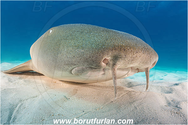 Bimini, Bahamas, Atlantic ocean, Ginglymostoma cirratum, Ginglymostoma, Ginglymostomatidae, Elasmobranchii, Nurse Shark, Shark, Fish, Portrait, Sand