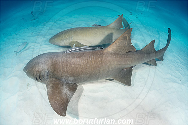 Bimini, Bahamas, Atlantic ocean, Ginglymostoma cirratum, Ginglymostoma, Ginglymostomatidae, Elasmobranchii, Nurse Shark, Shark, Echeneis naucrates, Echeneidae, Slender Suckerfish, Suckerfish, Fish, Sand