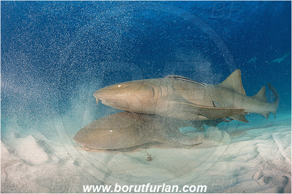 Bimini, Bahamas, Atlantic ocean, Ginglymostoma cirratum, Ginglymostoma, Ginglymostomatidae, Elasmobranchii, Nurse Shark, Shark, Echeneis naucrates, Echeneidae, Slender Suckerfish, Suckerfish, Fish, Sand