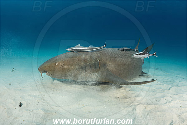 Bimini, Bahamas, Atlantic ocean, Ginglymostoma cirratum, Ginglymostoma, Ginglymostomatidae, Elasmobranchii, Nurse Shark, Shark, Echeneis naucrates, Echeneidae, Slender Suckerfish, Suckerfish, Fish, Sand