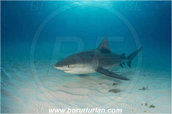 Bimini, Bahamas, Atlantic ocean, Carcharhinus leucas, Carcharhinus, Carcharhinidae, Elasmobranchii, Bull Shark, Shark, Fish, Sand