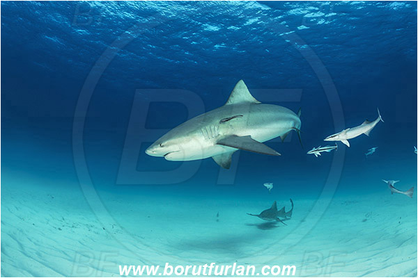 Bimini, Bahamas, Atlantic ocean, Carcharhinus leucas, Carcharhinus, Carcharhinidae, Elasmobranchii, Bull Shark, Shark, Echeneis naucrates, Echeneidae, Slender Suckerfish, Suckerfish, Fish, Sand