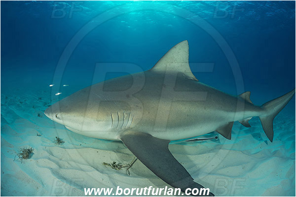 Bimini, Bahamas, Atlantic ocean, Carcharhinus leucas, Carcharhinus, Carcharhinidae, Elasmobranchii, Bull Shark, Shark, Fish, Sand