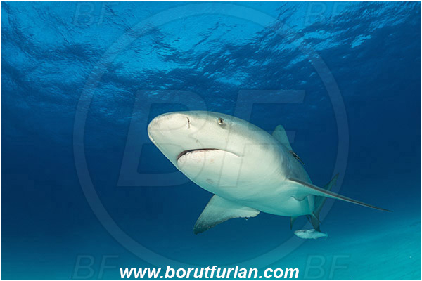 Bimini, Bahamas, Atlantic ocean, Carcharhinus leucas, Carcharhinus, Carcharhinidae, Elasmobranchii, Bull Shark, Shark, Fish, Sand