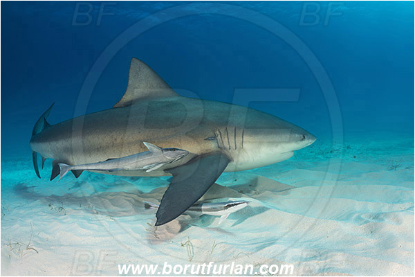 Bimini, Bahamas, Atlantic ocean, Carcharhinus leucas, Carcharhinus, Carcharhinidae, Elasmobranchii, Bull Shark, Shark, Echeneis naucrates, Echeneidae, Slender Suckerfish, Suckerfish, Fish, Sand