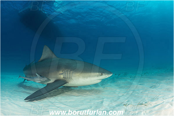 Bimini, Bahamas, Atlantic ocean, Carcharhinus leucas, Carcharhinus, Carcharhinidae, Elasmobranchii, Bull Shark, Shark, Echeneis naucrates, Echeneidae, Slender Suckerfish, Suckerfish, Fish, Sand, Boat