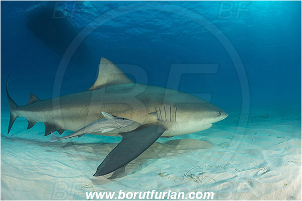 Bimini, Bahamas, Atlantic ocean, Carcharhinus leucas, Carcharhinus, Carcharhinidae, Elasmobranchii, Bull Shark, Shark, Echeneis naucrates, Echeneidae, Slender Suckerfish, Suckerfish, Fish, Sand, Boat