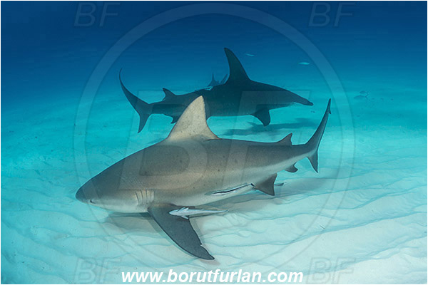Bimini, Bahamas, Atlantic ocean, Carcharhinus leucas, Carcharhinus, Carcharhinidae, Bull Shark, Sphyrna mokarran, Sphyrna, Sphyrnidae, Elasmobranchii, Great hammerhead, Hammerhead, Shark, Fish, Sand