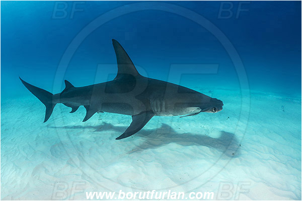 Bimini, Bahamas, Atlantic ocean, Sphyrna mokarran, Sphyrna, Sphyrnidae, Elasmobranchii, Great hammerhead, Hammerhead, Shark, Fish, Sand
