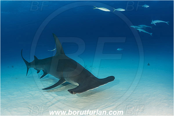 Bimini, Bahamas, Atlantic ocean, Sphyrna mokarran, Sphyrna, Sphyrnidae, Elasmobranchii, Great hammerhead, Hammerhead, Shark, Fish, Sand