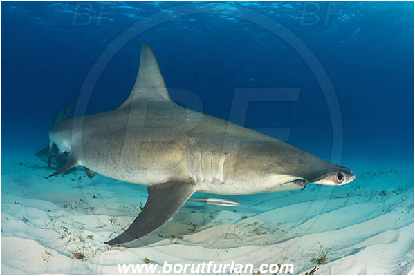 Bimini, Bahamas, Atlantic ocean, Sphyrna mokarran, Sphyrna, Sphyrnidae, Elasmobranchii, Great hammerhead, Hammerhead, Shark, Echeneis naucrates, Echeneidae, Slender Suckerfish, Suckerfish, Fish, Sand