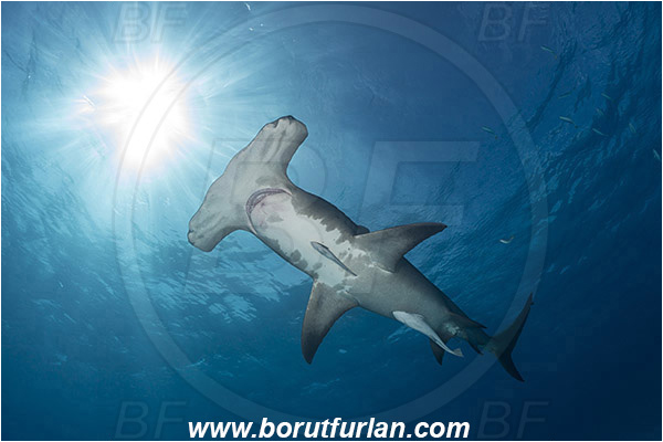 Bimini, Bahamas, Atlantic ocean, Sphyrna mokarran, Sphyrna, Sphyrnidae, Elasmobranchii, Great hammerhead, Hammerhead, Shark, Echeneis naucrates, Echeneidae, Slender Suckerfish, Suckerfish, Fish