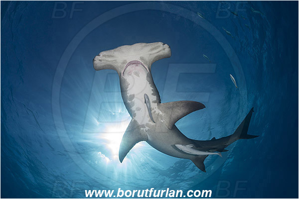 Bimini, Bahamas, Atlantic ocean, Sphyrna mokarran, Sphyrna, Sphyrnidae, Elasmobranchii, Great hammerhead, Hammerhead, Shark, Echeneis naucrates, Echeneidae, Slender Suckerfish, Suckerfish, Fish