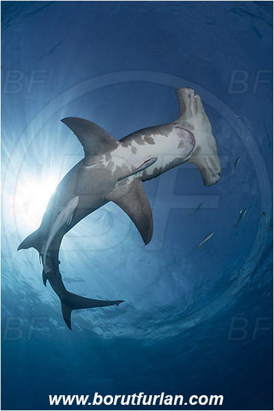 Bimini, Bahamas, Atlantic ocean, Sphyrna mokarran, Sphyrna, Sphyrnidae, Elasmobranchii, Great hammerhead, Hammerhead, Shark, Echeneis naucrates, Echeneidae, Slender Suckerfish, Suckerfish, Fish