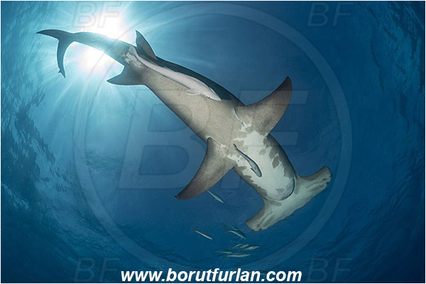 Bimini, Bahamas, Atlantic ocean, Sphyrna mokarran, Sphyrna, Sphyrnidae, Elasmobranchii, Great hammerhead, Hammerhead, Shark, Echeneis naucrates, Echeneidae, Slender Suckerfish, Suckerfish, Fish