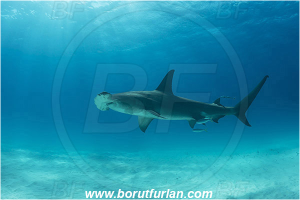 Bimini, Bahamas, Atlantic ocean, Sphyrna mokarran, Sphyrna, Sphyrnidae, Elasmobranchii, Great hammerhead, Hammerhead, Shark, Fish, Sand