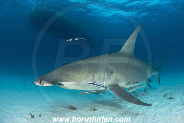 Bimini, Bahamas, Atlantic ocean, Sphyrna mokarran, Sphyrna, Sphyrnidae, Elasmobranchii, Great hammerhead, Hammerhead, Shark, Echeneis naucrates, Echeneidae, Slender Suckerfish, Suckerfish, Fish, Sand, Boat
