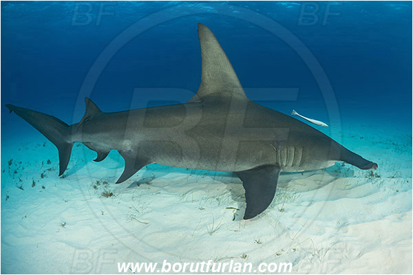 Bimini, Bahamas, Atlantic ocean, Sphyrna mokarran, Sphyrna, Sphyrnidae, Elasmobranchii, Great hammerhead, Hammerhead, Shark, Echeneis naucrates, Echeneidae, Slender Suckerfish, Suckerfish, Fish, Sand