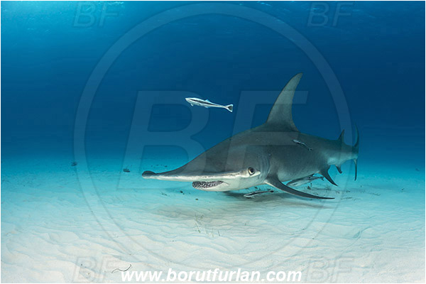 Bimini, Bahamas, Atlantic ocean, Sphyrna mokarran, Sphyrna, Sphyrnidae, Elasmobranchii, Great hammerhead, Hammerhead, Shark, Echeneis naucrates, Echeneidae, Slender Suckerfish, Suckerfish, Fish, Sand
