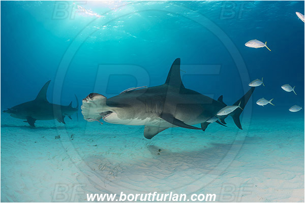 Bimini, Bahamas, Atlantic ocean, Sphyrna mokarran, Sphyrna, Sphyrnidae, Elasmobranchii, Great hammerhead, Hammerhead, Shark, Elagatis bipinnulata, Elagatis, Carangidae, Rainbow runner, Trevally, Jack, Fish, Fish school, Sand