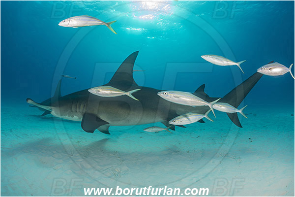 Bimini, Bahamas, Atlantic ocean, Sphyrna mokarran, Sphyrna, Sphyrnidae, Elasmobranchii, Great hammerhead, Hammerhead, Shark, Elagatis bipinnulata, Elagatis, Carangidae, Rainbow runner, Trevally, Jack, Fish, Fish school, Sand