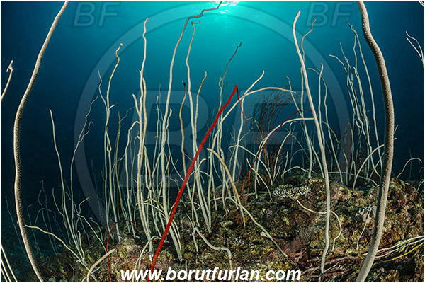 Teluk Cendrawasih, Papua, Indonesia, Junceella fragilis, Junceella, Ellisellidae, Anthozoa, Cnidaria, Cnidarian, Sea whip, Whip coral, Coral, Reef